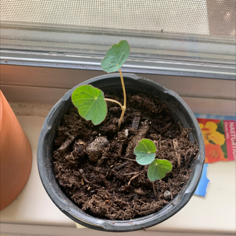 Young Garden Nasturtium plant in a pot on a windowsill with healthy green leaves.