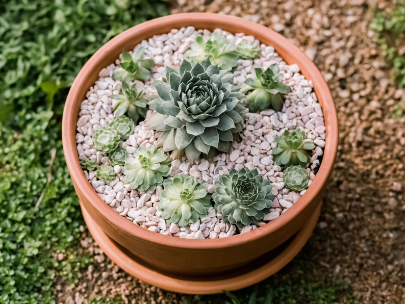 Photo of the plant species Sempervivum 'Jungle Fires' by Whitney named Elle on Greg, the plant care app