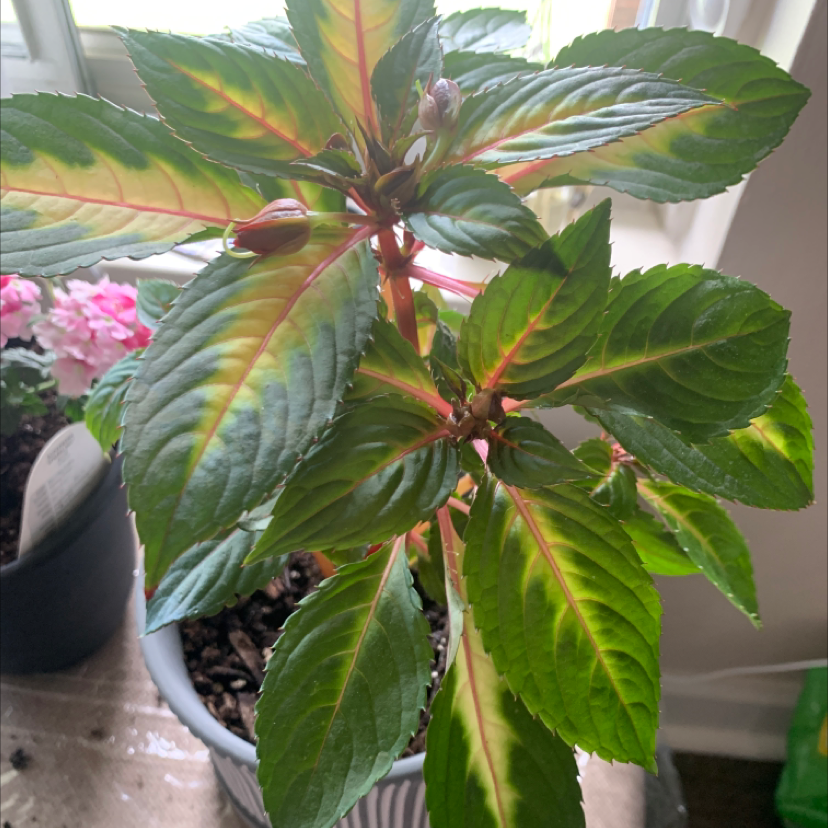 New Guinea Impatiens plant in a pot with some yellowing along the veins of the leaves.
