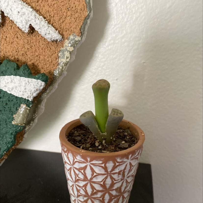 Lithops bromfieldii plant in a decorative pot with visible soil.
