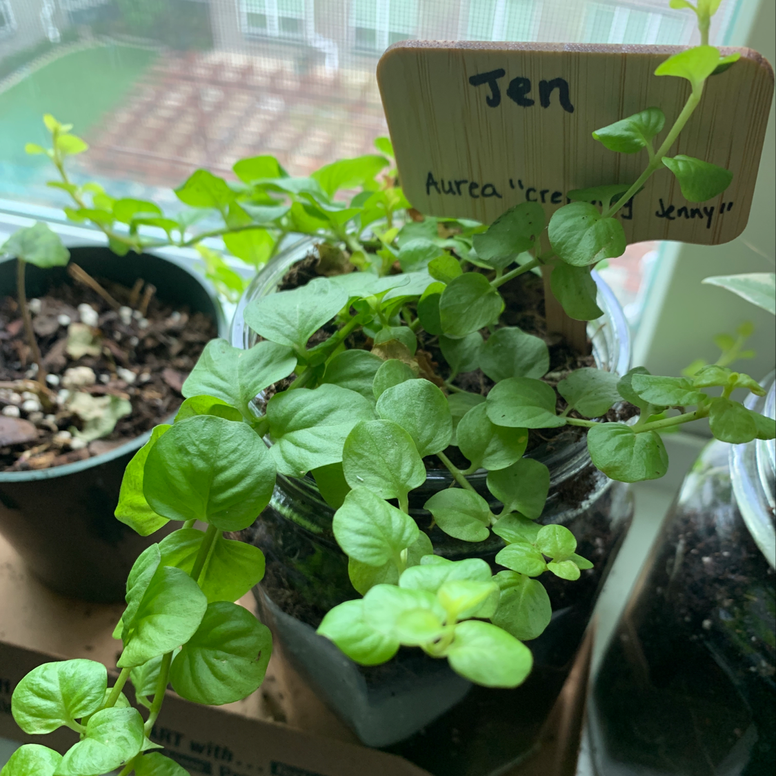 Photo of the plant species Umbrella Tree by Chloe named Jen on Greg, the plant care app