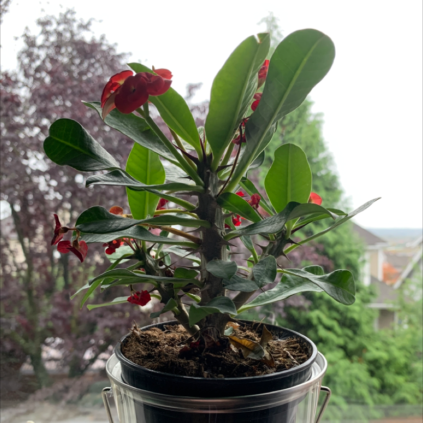 Photo of the plant species Crown of Thorns by Haley named Luna on Greg, the plant care app