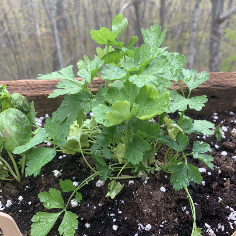 Healthy coriander plant growing in a container with visible soil.