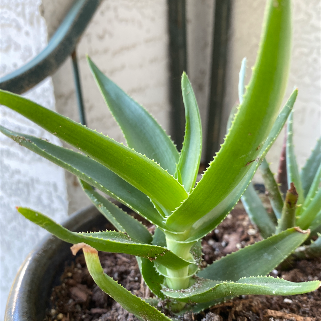 Climbing Aloe plant photo by Cheryl named Sal on Greg, the plant care app.