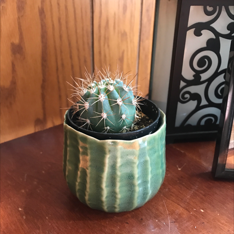 Missouri Foxtail Cactus in a green pot on a wooden surface.