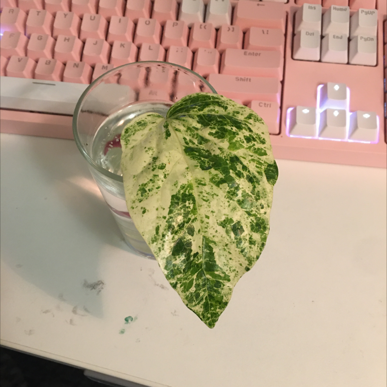 Photo of the plant species Persian Ivy by @DumplingUwU named Hunty on Greg, the plant care app
