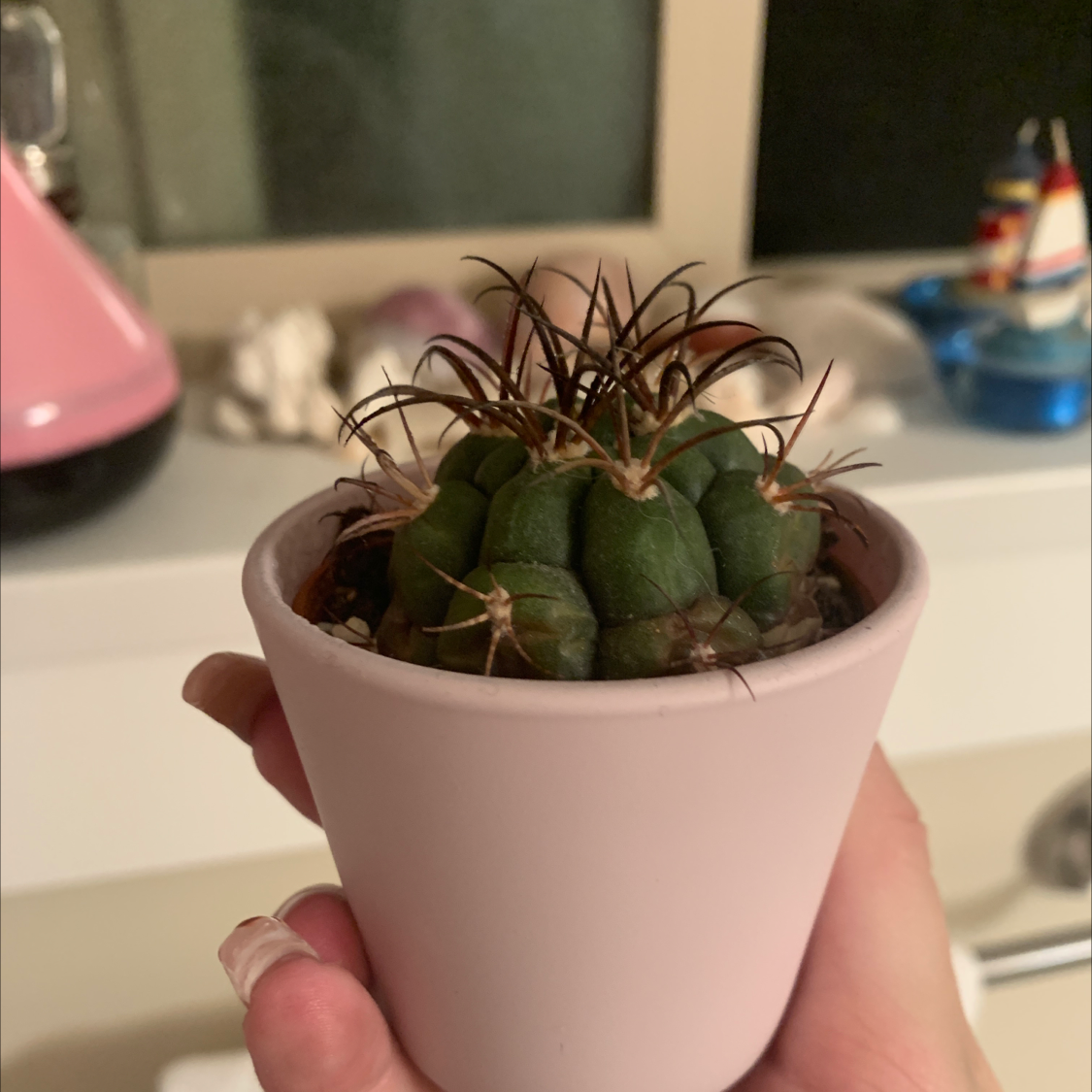 Turbinicarpus schmiedickeanus cactus in a pink pot, held by a hand.