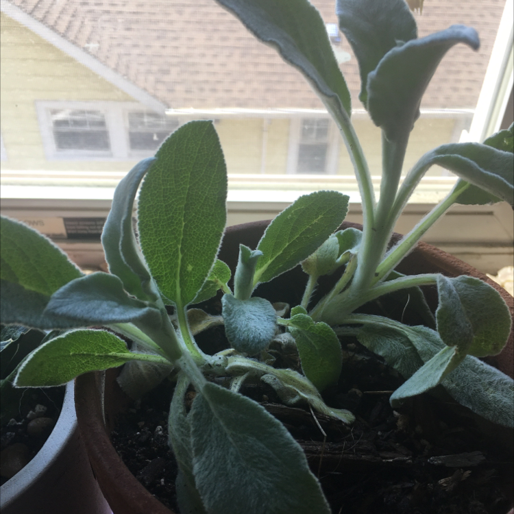Potted Lamb's Ear plant with soft, fuzzy leaves near a window.
