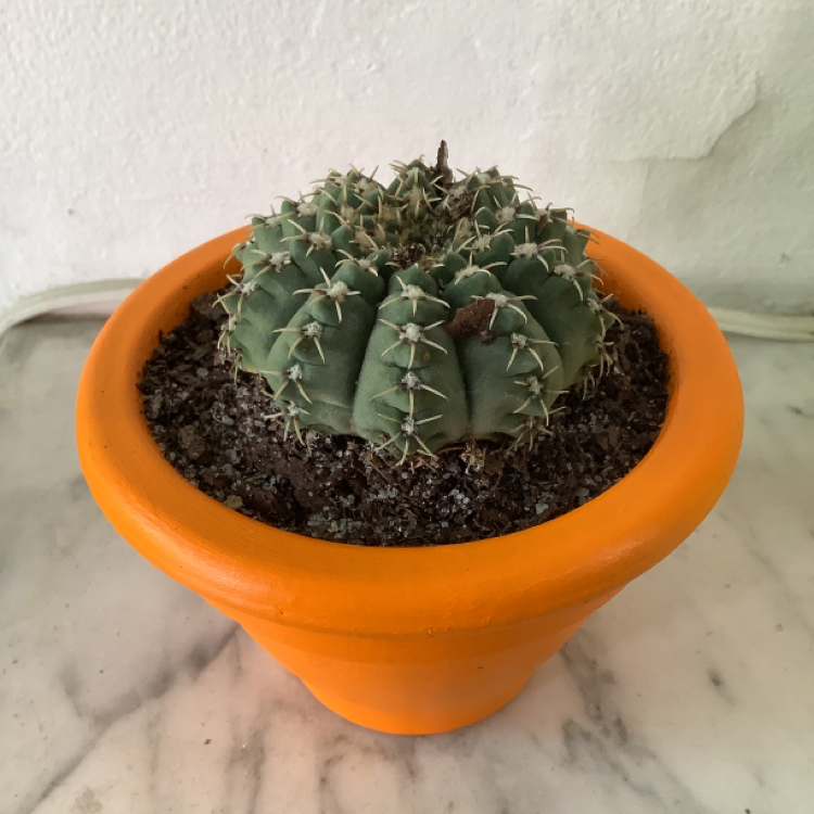 Balloon Cactus in an orange pot with visible soil, well-framed and in focus.