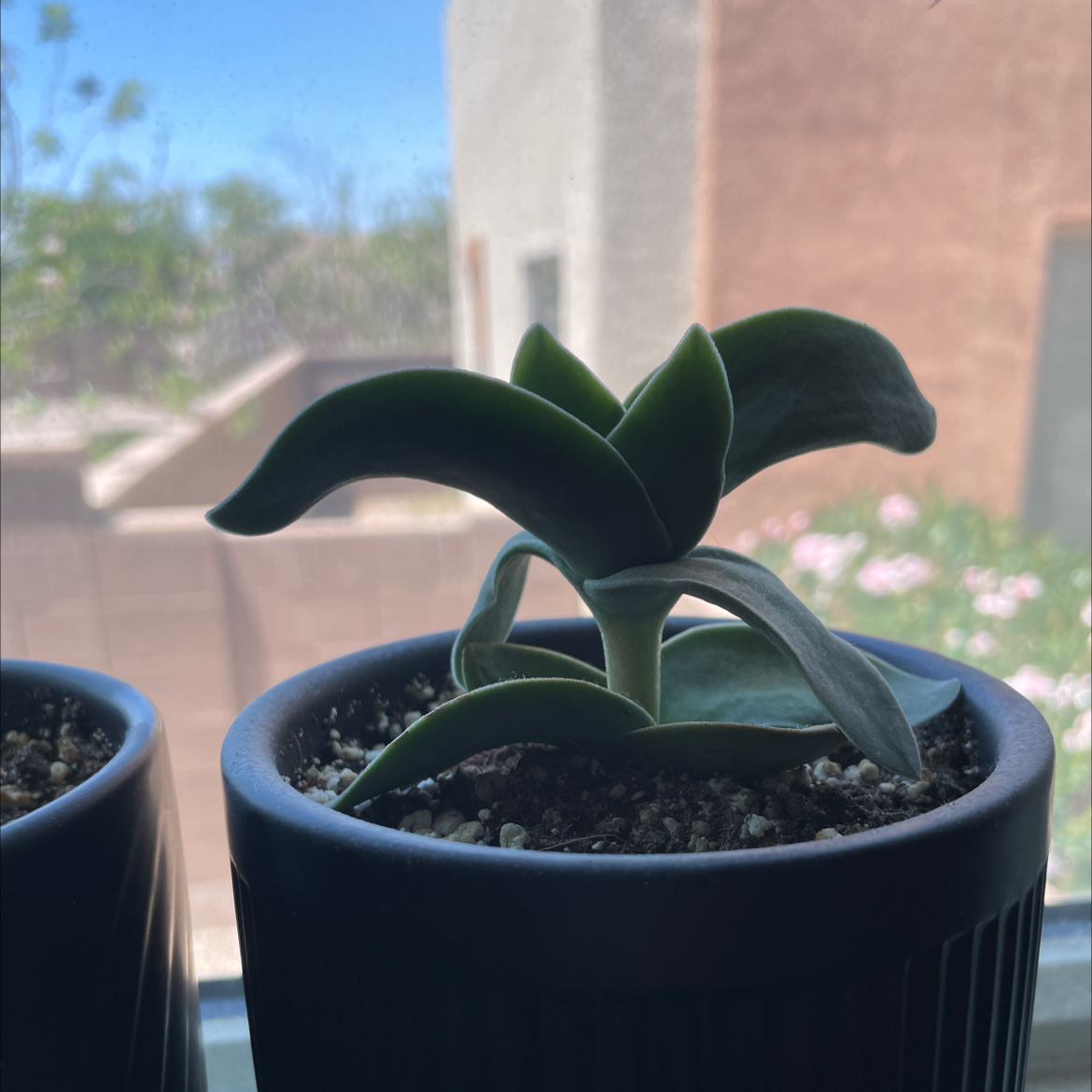 Potted plant with thick, dark green leaves near a window.