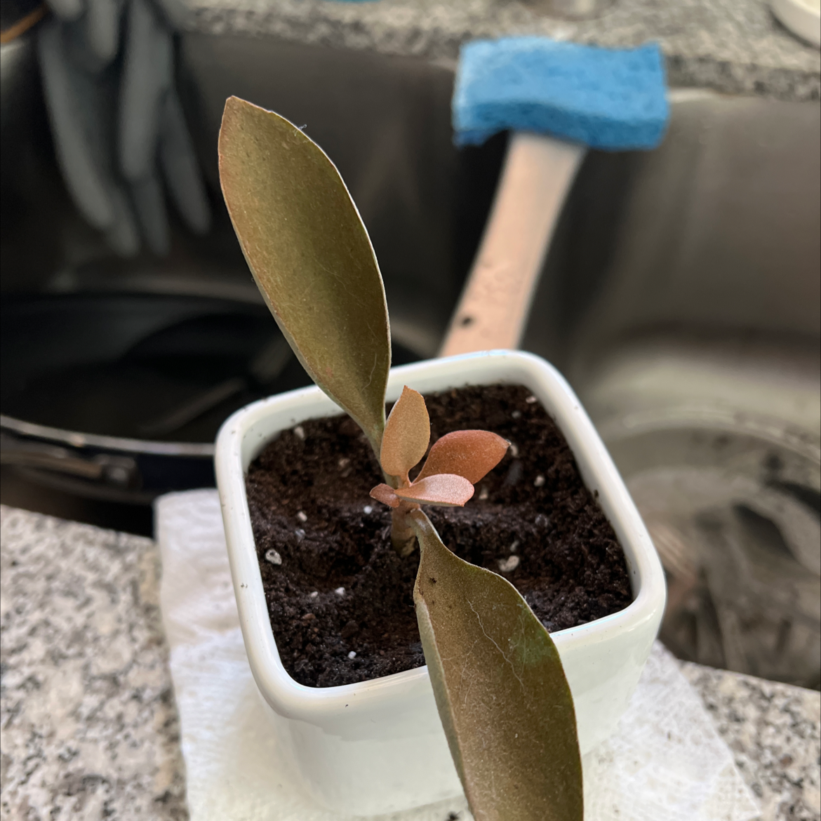 Copper Spoons plant in a white pot with dark soil, placed near a kitchen sink.