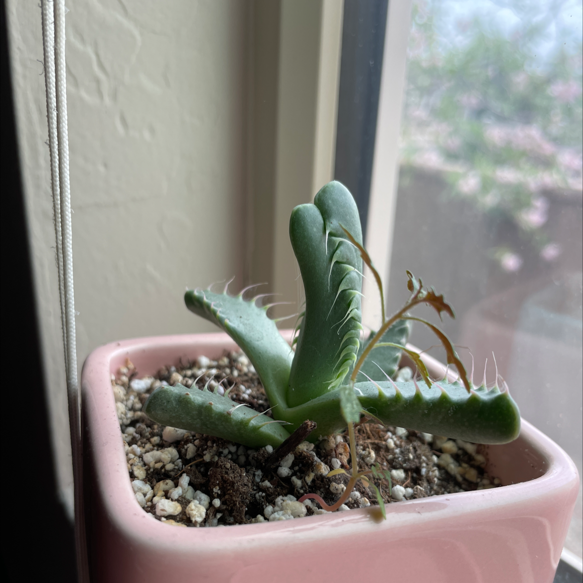 Tiger's Jaw plant in a small pot near a window with some browning on the leaves.