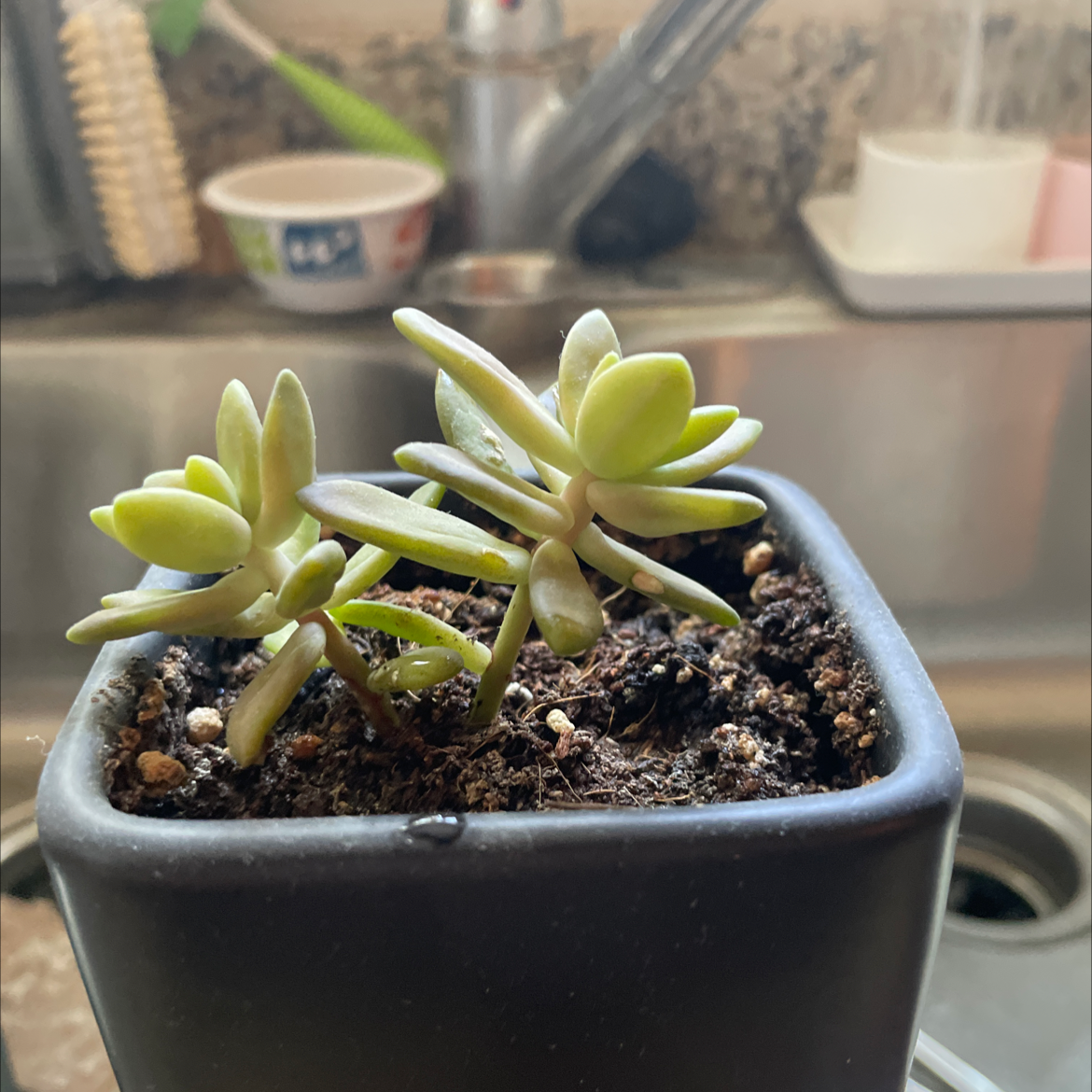 Sedum adolphi 'Golden Glow' plant in a small pot with visible soil, placed in a kitchen setting.