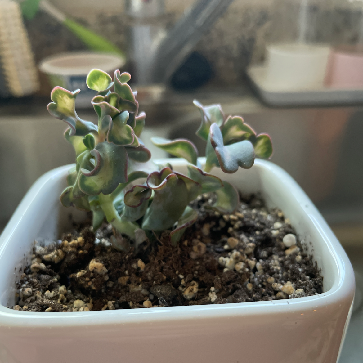 Marnier's Kalanchoe plant in a white pot with visible soil, well-framed and in focus.