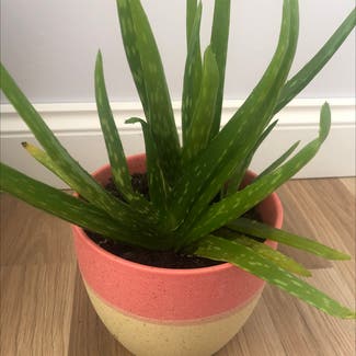 Aloe Vera plant in Essex, England