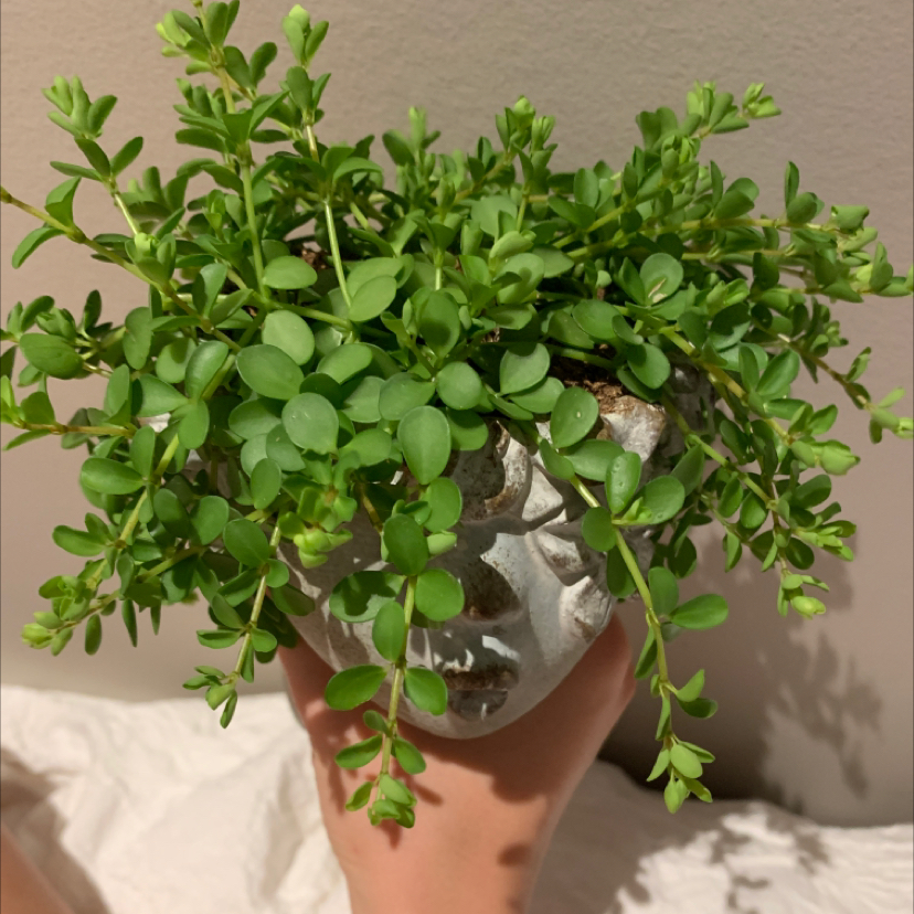 Healthy Stringy Stonecrop plant in a decorative pot, held by a hand.