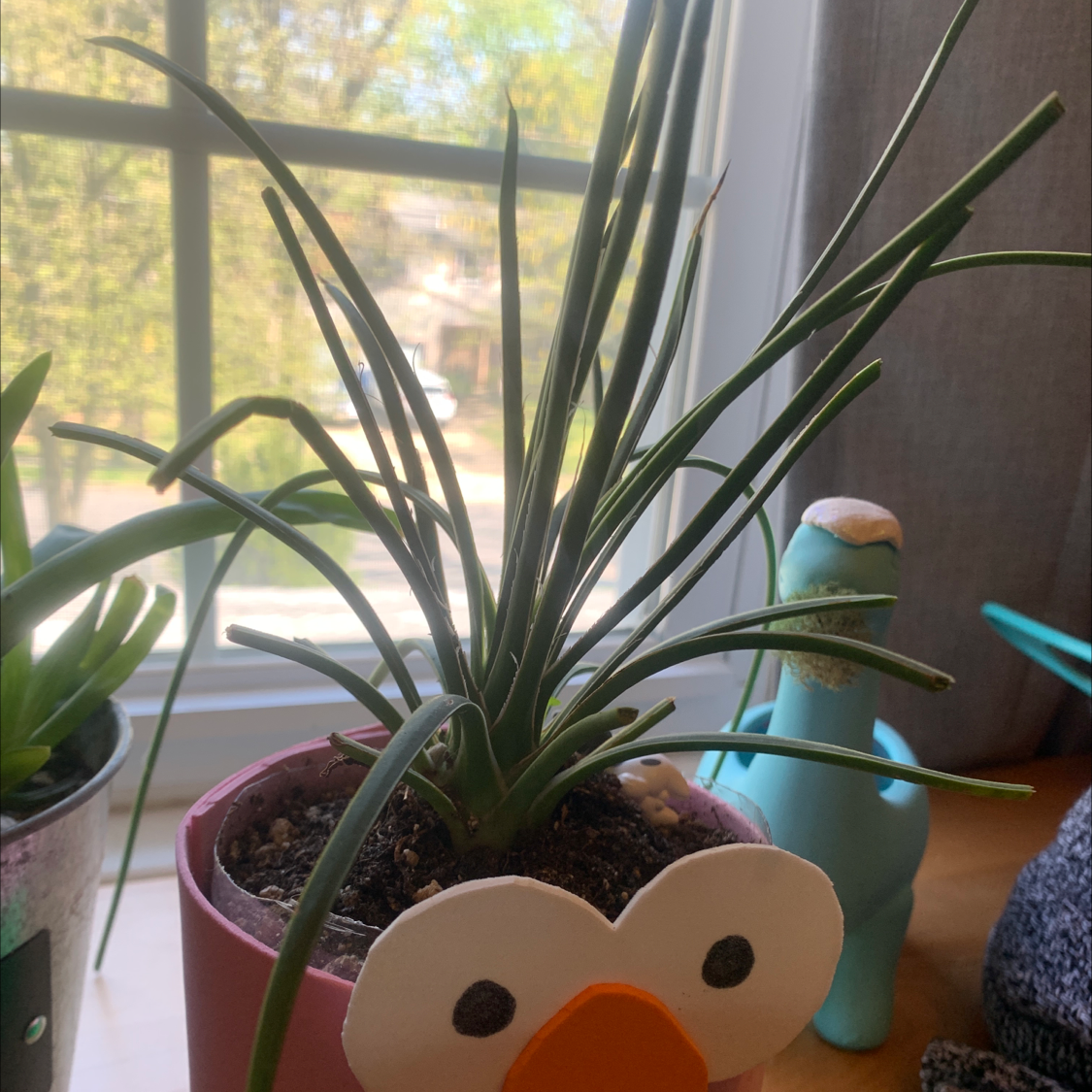 Narrow Leaf Century Plant in a decorative pot near a window, appears healthy.