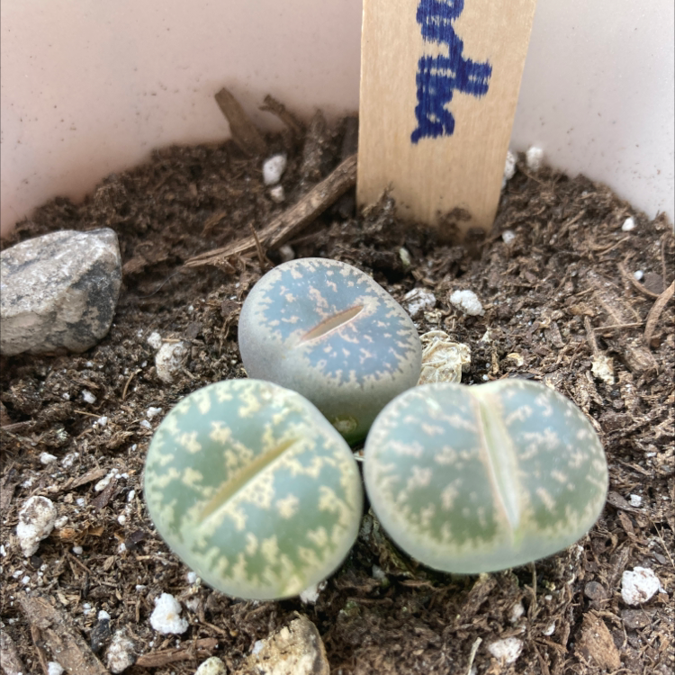 Photo of the plant species Argyroderma pearsonii by @rosa_roedner named Martha on Greg, the plant care app