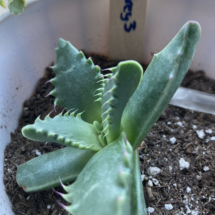 Tiger's Jaw plant in a pot with visible soil, showing healthy green leaves with jagged edges.