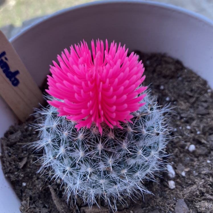 Pincushion Cactus with a vibrant pink flower in a pot with visible soil.