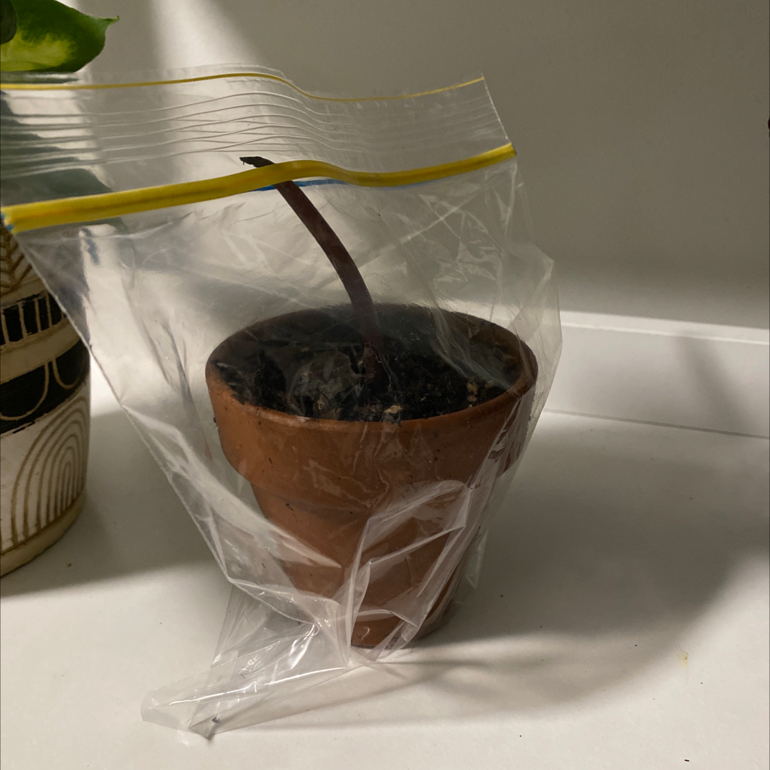 Potted Watermelon Peperomia in a plastic bag, soil visible, no leaves.