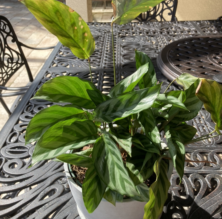 A thriving Rose Calathea plant with vibrant green striped leaves sitting outdoors on a metal table.
