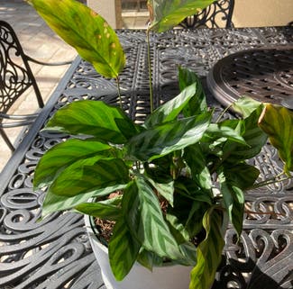 Rose Calathea plant in Naples, Florida