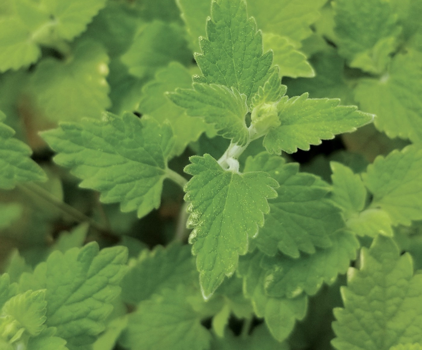 Catnip plant photo by Abby named May on Greg, the plant care app.