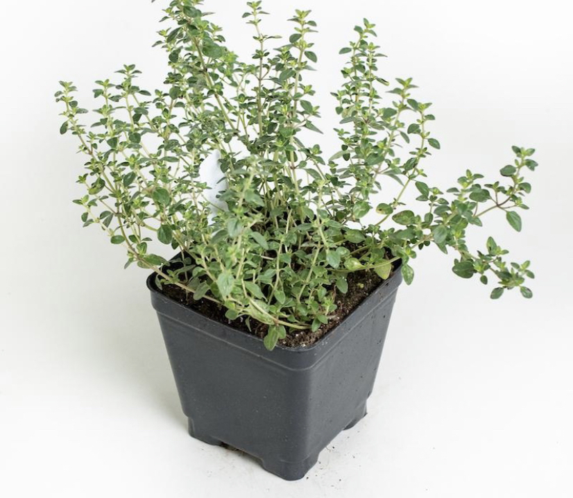 Healthy potted common thyme plant with dense green foliage, no leaf discoloration, in black nursery pot with visible soil.