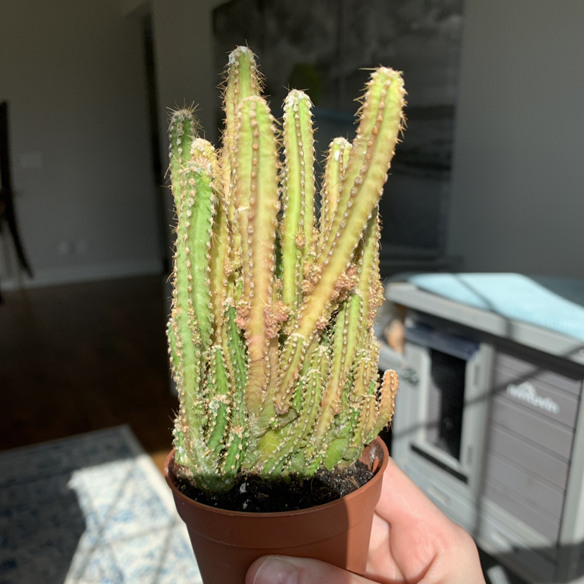 Silver Torch Cactus in a small pot with visible yellowing and browning, held by a hand.