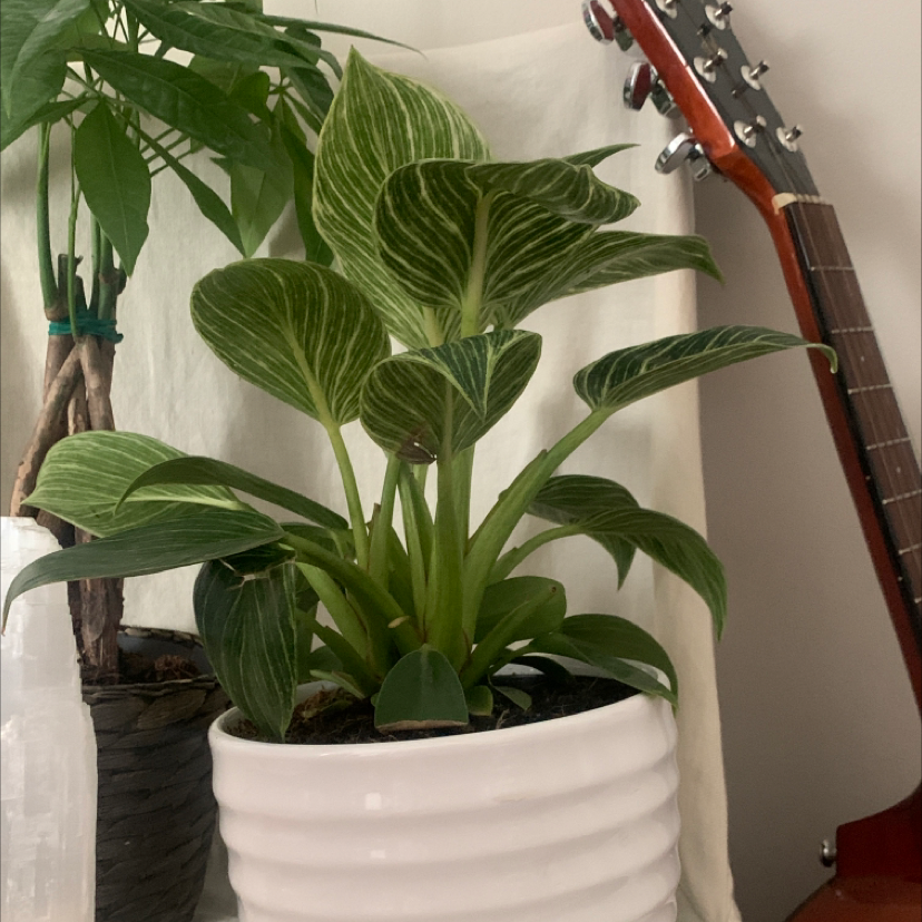A healthy canna lily plant with large green leaves growing in a white pot indoors, with a guitar visible in the background.