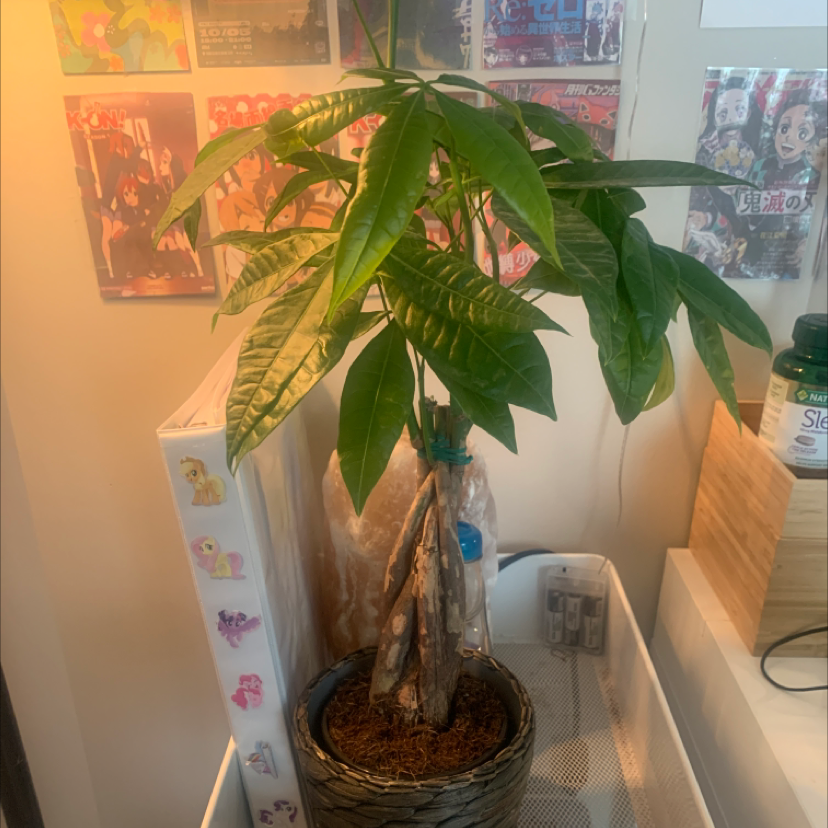 Money Tree plant photo by @miyomi named hoseok on Greg, the plant care app.