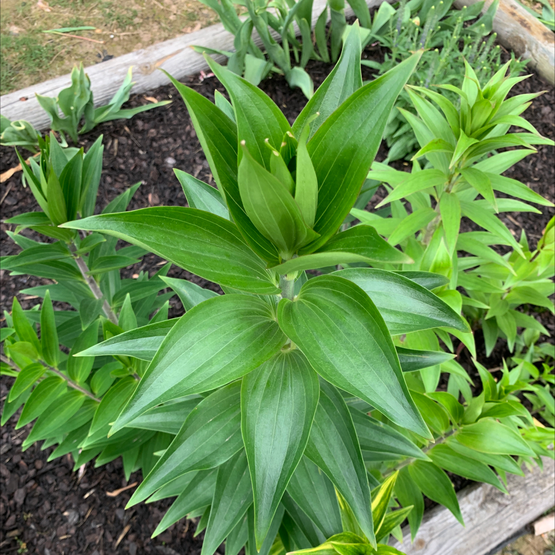 Healthy Tiger Lily plant with green leaves in a garden bed.