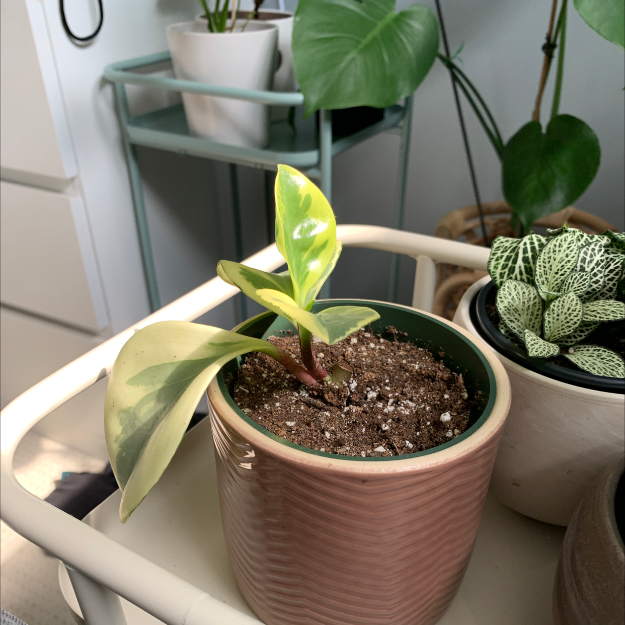 Photo of the plant species Marble Peperomia by Rachelle named Pippa on Greg, the plant care app