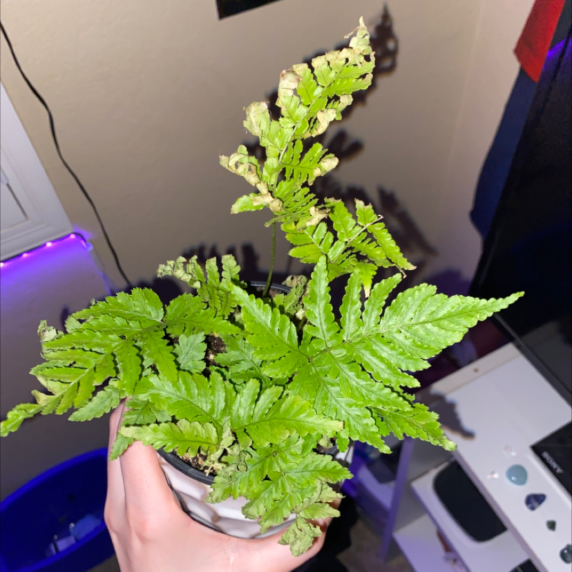 Potted Autumn Fern with some browning fronds, held by a hand indoors.