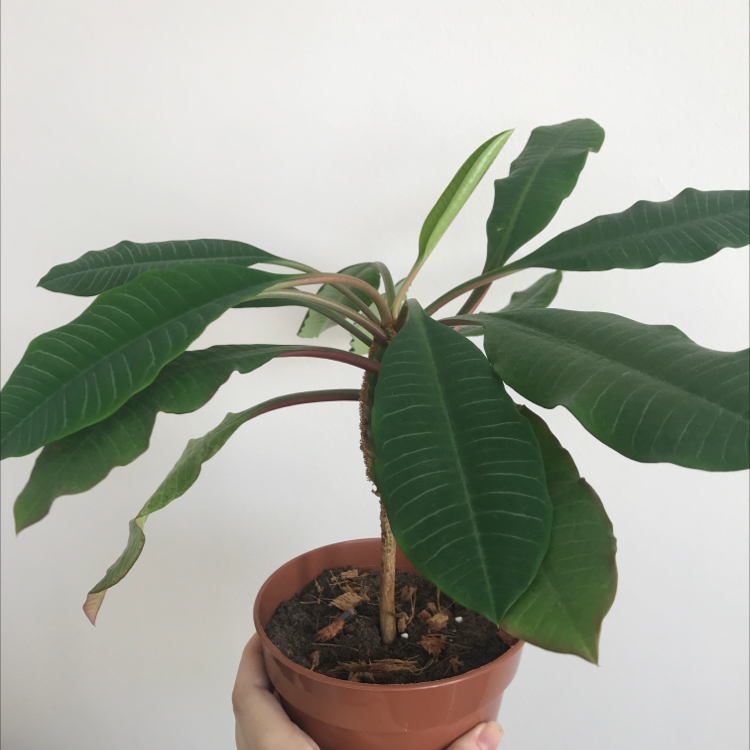 Madagascar Jewel plant in a pot with broad green leaves and visible soil.