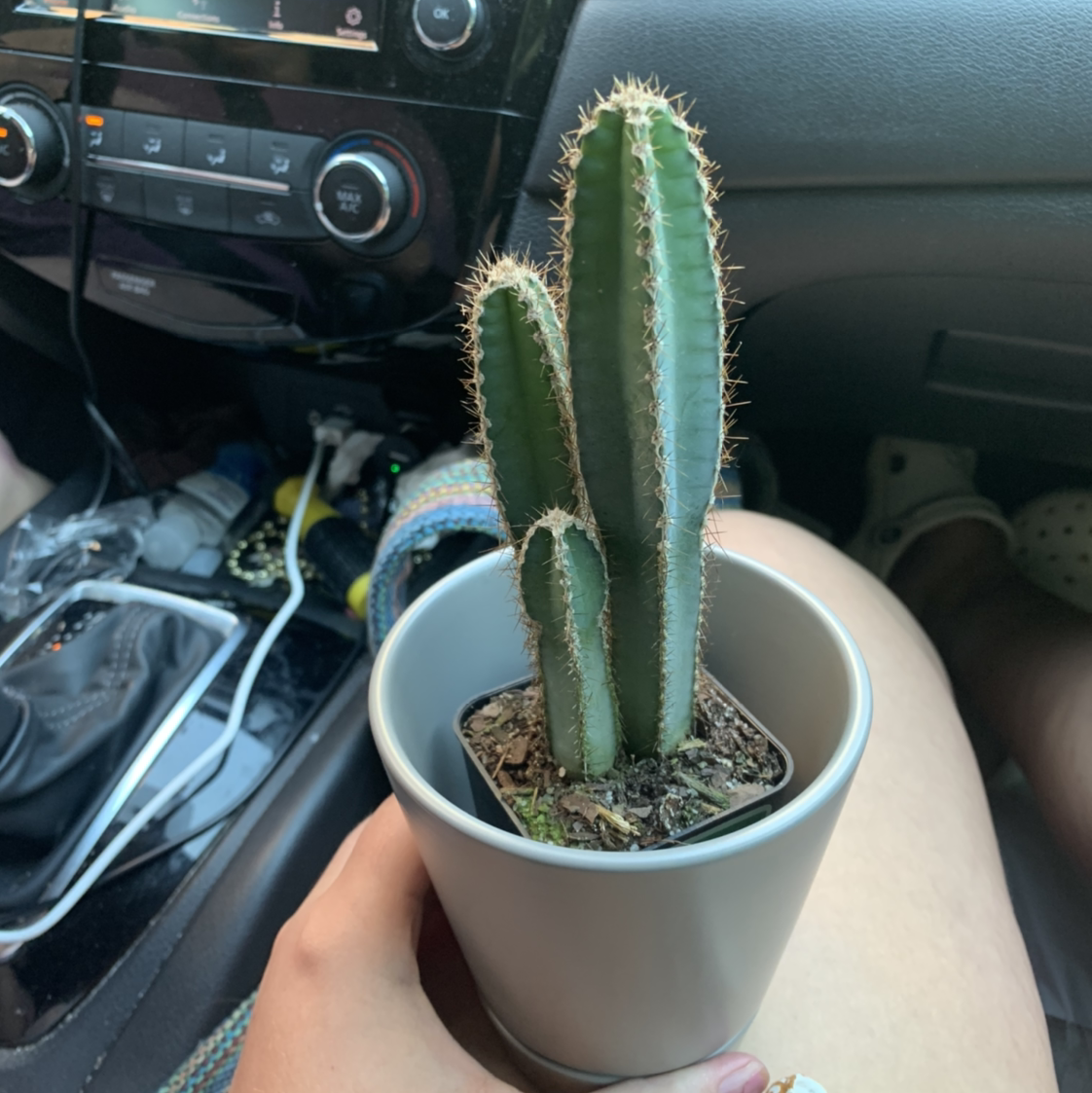 Blue Columnar Cactus plant photo by Heather named John Mayer on Greg, the plant care app.
