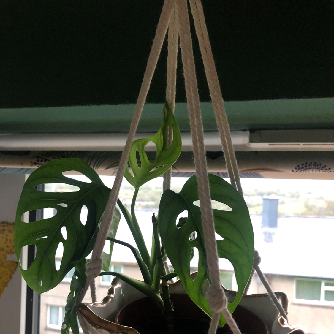 Monstera plant photo by @lillieleeds named Wallace on Greg, the plant care app.