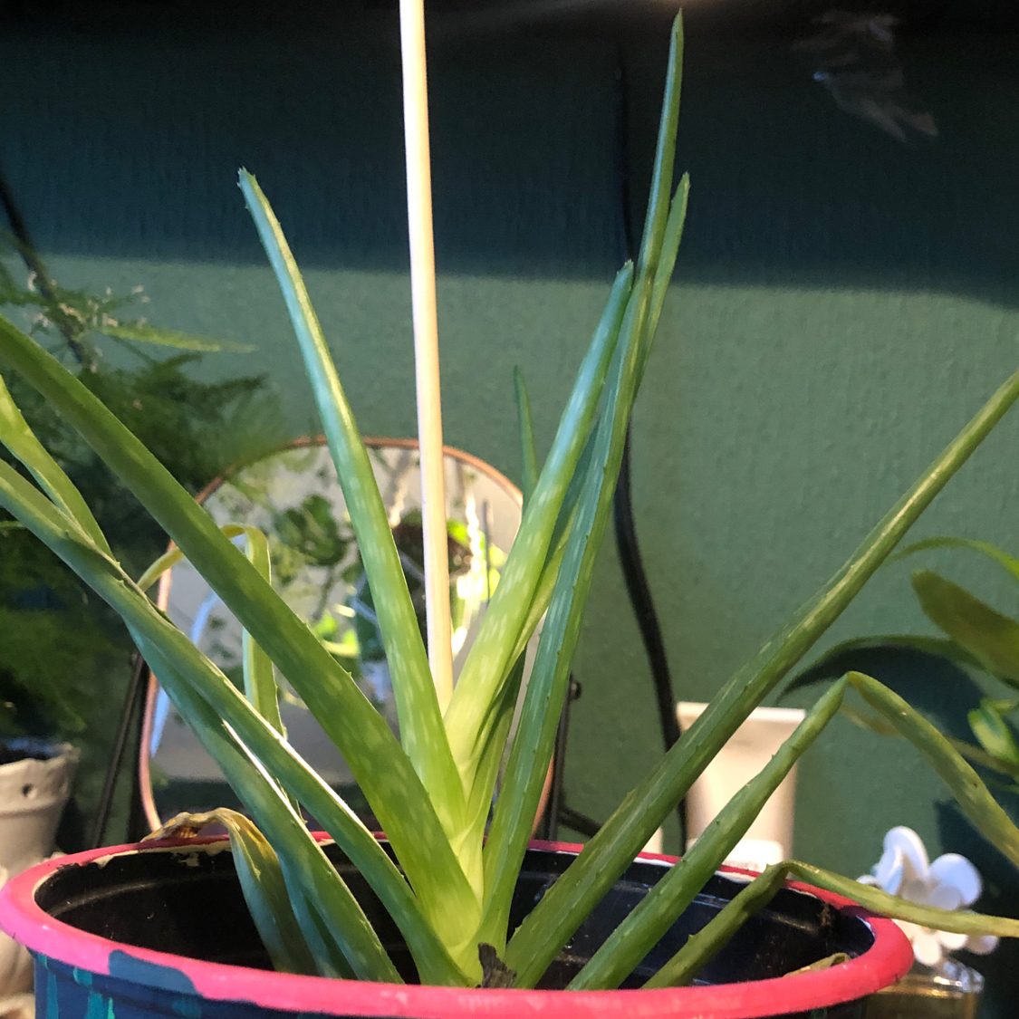 Aloe vera plant photo by @lillieleeds named Gromit on Greg, the plant care app.