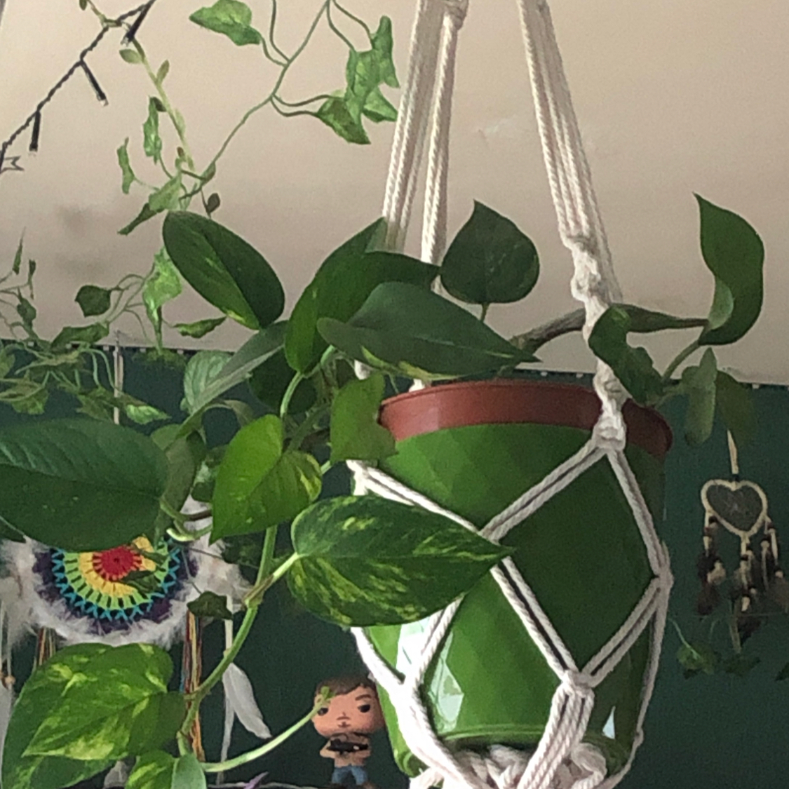 Taro Vine plant photo by @lillieleeds named Rapunzel on Greg, the plant care app.