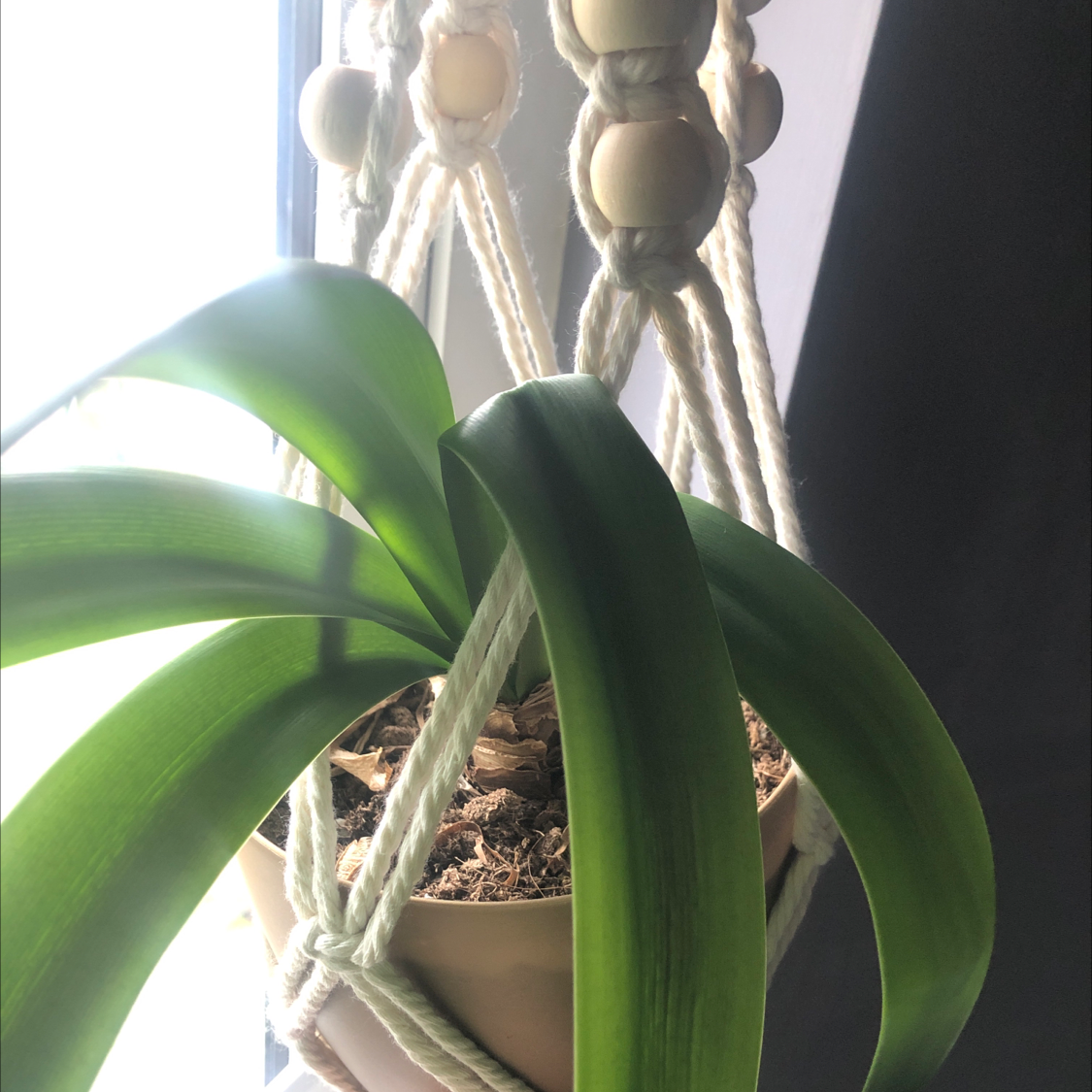 Mexican Lily plant photo by @lillieleeds named Nell & Luke on Greg, the plant care app.