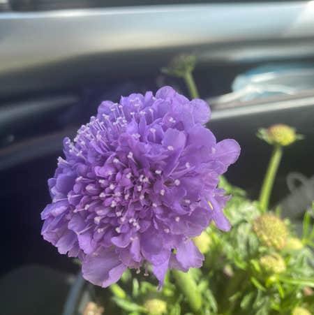 Photo of the plant species Gilia Capitata by 14ashbean named Mollie on Greg, the plant care app