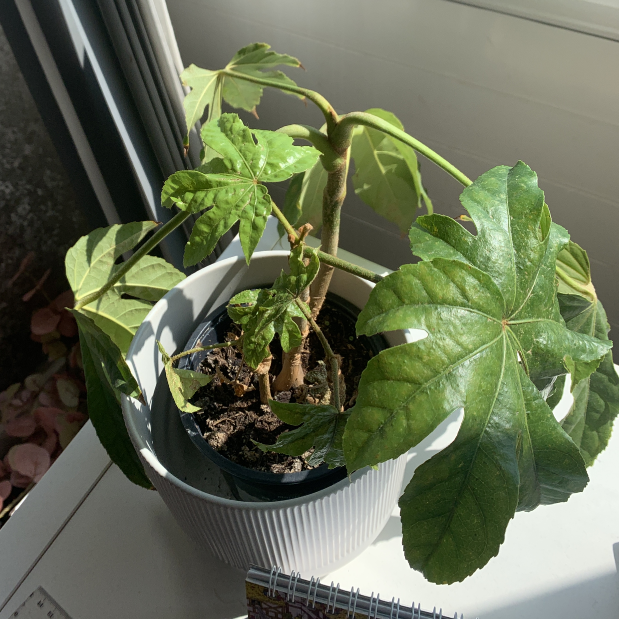 Fatsia plant in a pot on a windowsill with large, lobed leaves, some drooping.