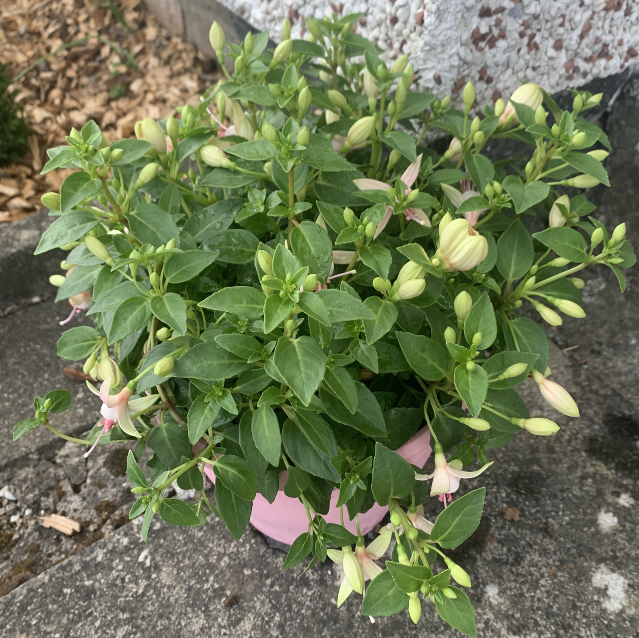 Hummingbird Fuchsia plant photo by @tsunrai named Serena on Greg, the plant care app.