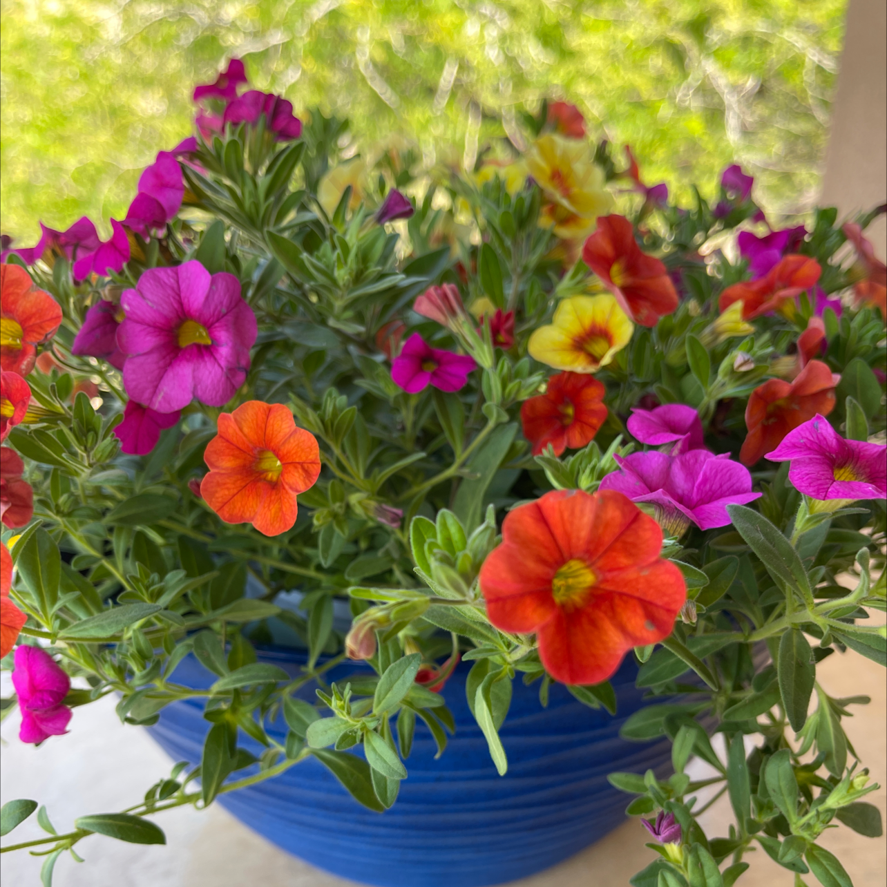 Vibrant Million Bells plant with colorful flowers in a blue pot.
