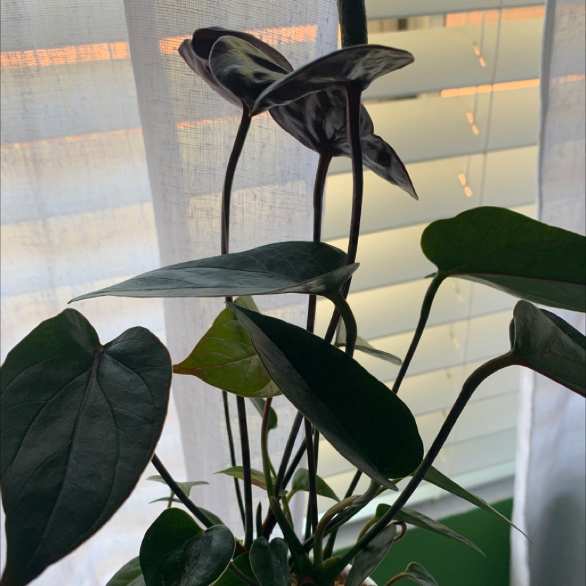 Photo of the plant species Black Anthurium by @jxz named Your plant on Greg, the plant care app