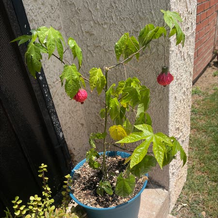 Photo of the plant species Abutilon Pictum by Clarissa named Cindy Lou on Greg, the plant care app