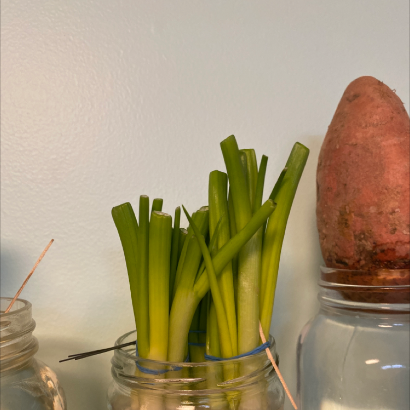 Long green onions in a jar with vibrant green leaves, no visible discoloration.
