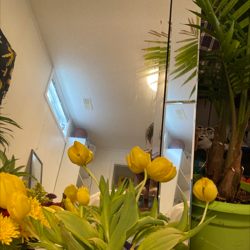 Yellow-flowering Garden Tulip in a pot with another plant in the background.