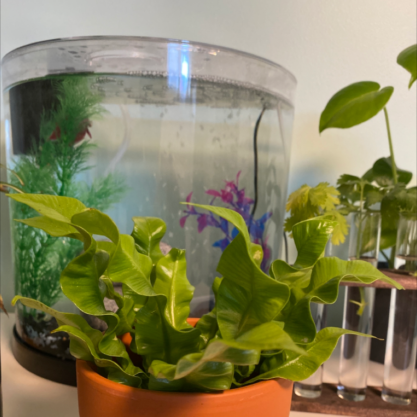 Hart's Tongue Fern in a pot in front of a fish tank with other plants in the background.